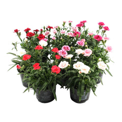 Floare terasa/balcon - Garofite parfumate - Mix de 3 culori - 3 bucati - Ghiveci - Aqua Flowers