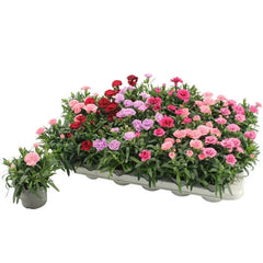 Floare terasa/balcon - Garofite parfumate - Mix de 3 culori - 3 bucati - Ghiveci - Aqua Flowers