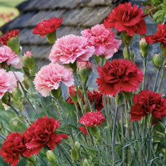 Floare terasa/balcon - Garofite parfumate - Mix de 3 culori - 3 bucati - Ghiveci - Aqua Flowers