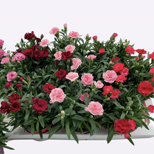 Floare terasa/balcon - Garofite parfumate - Mix de 3 culori - 3 bucati - Ghiveci - Aqua Flowers