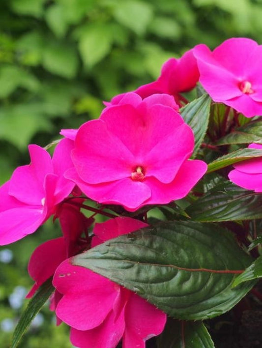 Floare terasa/balcon - Impatiens (sporul casei) - Aqua Flowers