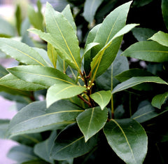 Floare terasa/balcon - Laurus nobilis (Dafin comestibil) - Pomisor - Ghiveci 5L - Aqua Flowers