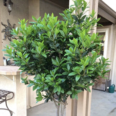 Floare terasa/balcon - Laurus nobilis (Dafin comestibil) - Pomisor - Ghiveci 5L - Aqua Flowers