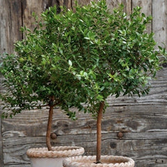 Floare terasa/balcon - Laurus nobilis (Dafin comestibil) - Pomisor - Ghiveci 5L - Aqua Flowers