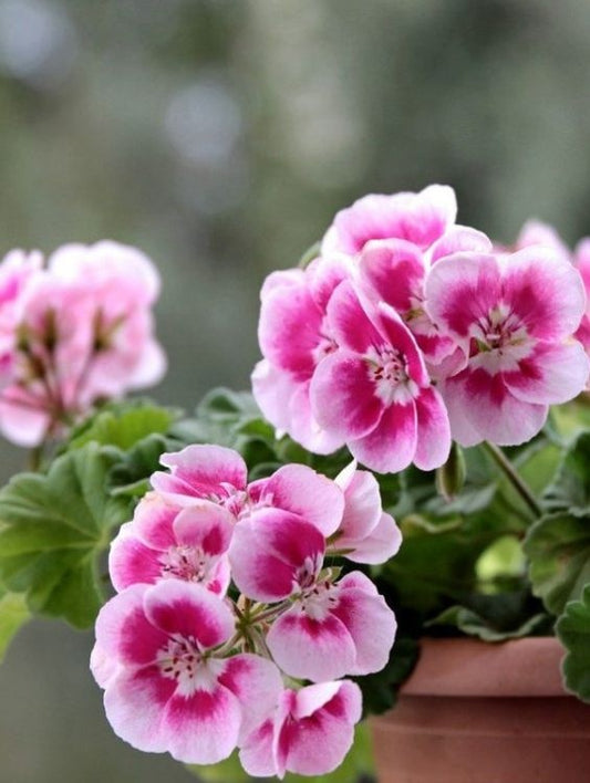 Floare terasa/balcon - Muscate drepte - Aqua Flowers