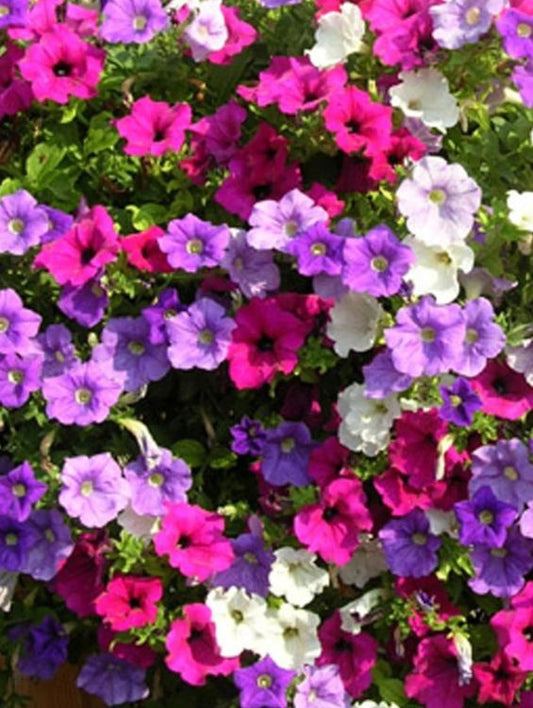 Floare terasa/balcon - Petunia - Aqua Flowers