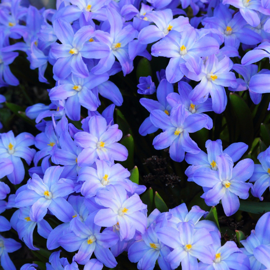 Bulbi Chionodoxa Forbesii (Gloria Zăpezii) – Pachet 5 Bulbi – Aqua Flowers