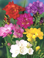 Frezia double Mixt 20 bulbi - Aqua Flowers