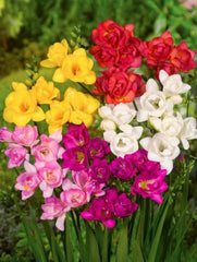 Frezia double Mixt 20 bulbi - Aqua Flowers