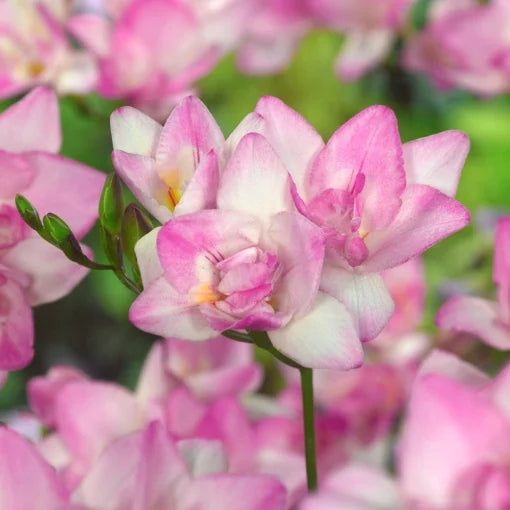 Frezie Double Light Pink – pachet 10 bulbi