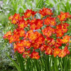 Frezie Double Orange – pachet 10 bulbi