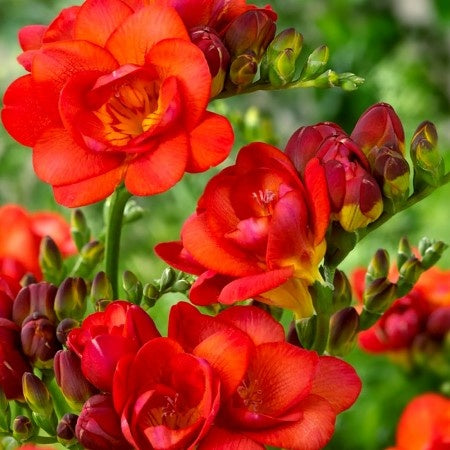 Frezia Double Red - 10 bulbi