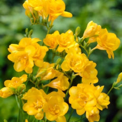Bulbi de Frezie Double Yellow - Pachet 10 Bulbi, Aqua Flowers