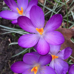Brândușe Ruby Giant – Pachet 5 Bulbi – Aqua Flowers