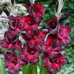 Bulbi Gladiole - Black Star - Pachet 3 Bulbi