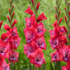 Bulbi Gladiole - Bicolore Lumiere - Pachet 3 Bulbi