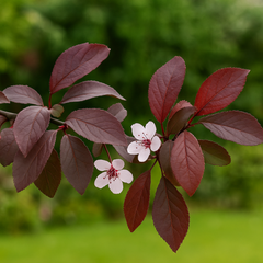 Prunus Nigra Glob - Rădăcină Ambalată - Aqua Flowers