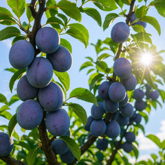 Prun Tuleu Gras - Rădăcină Anul 2-3 - Aqua Flowers
