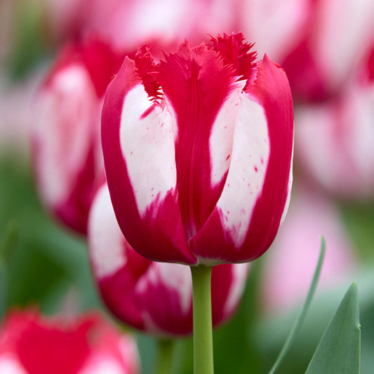 Bulbi Lalele Happy Clown - Pachet 5 Bulbi - Aqua Flowers