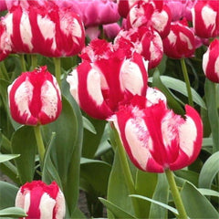 Bulbi de Lalele Happy Clown - Pachet 3Bulbi, Aqua Flowers