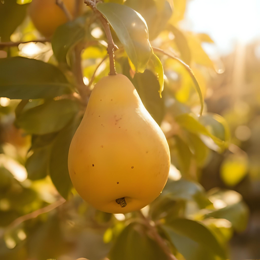 Par Untoasa Hardy - Anul 2-3 - Radacina Ambalata - Aqua Flowers