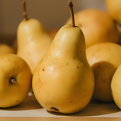 Par Untoasa Hardy - Anul 2-3 - Radacina Ambalata - Aqua Flowers