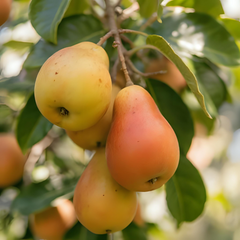 Par Untoasa Hardy - Anul 2-3 - Radacina Ambalata - Aqua Flowers