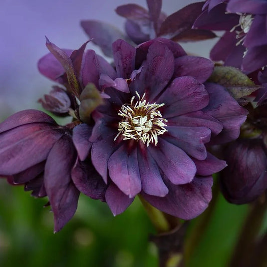 Helleborus - Spanz - Double Ellen Purple - Pachet 1 Radacina - Aqua Flowers