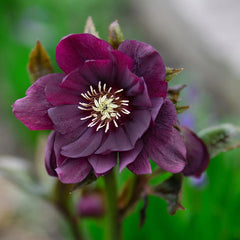 Helleborus - Spanz - Double Ellen Purple - Pachet 1 Radacina - Aqua Flowers