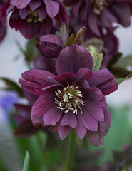 Helleborus - Spanz - Double Ellen Purple - Pachet 1 Radacina - Aqua Flowers