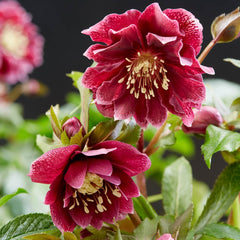 Helleborus - Spanz - Double Ellen Red - Pachet 1 Radacina - Aqua Flowers