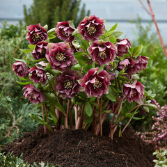 Helleborus - Spanz - Double Ellen Red - Pachet 1 Radacina - Aqua Flowers
