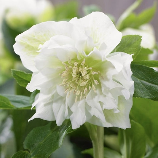 Helleborus - Spanz - Double Ellen White - Pachet 1 Radacina - Aqua Flowers