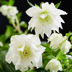 Helleborus - Spanz - Double Ellen White - Pachet 1 Radacina - Aqua Flowers