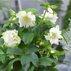 Helleborus - Spanz - Double Ellen White - Pachet 1 Radacina - Aqua Flowers