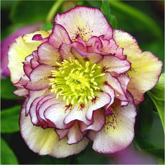 Helleborus - Spanz - Double Picotee - Pachet 1 Radacina - Aqua Flowers