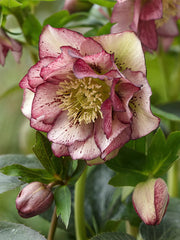 Helleborus - Spanz - Double Picotee - Pachet 1 Radacina - Aqua Flowers