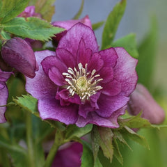 Helleborus - Spanz - Double Pink Nova Viv - Pachet 1 Radacina - Aqua Flowers