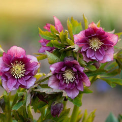 Helleborus - Spanz - Double Pink Nova Viv - Pachet 1 Radacina - Aqua Flowers