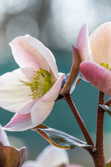 Helleborus - Spanz - Magic Apricot - Pachet 1 Radacina - Aqua Flowers