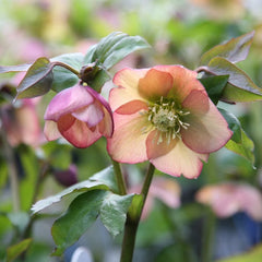 Helleborus - Spanz - Magic Apricot - Pachet 1 Radacina - Aqua Flowers