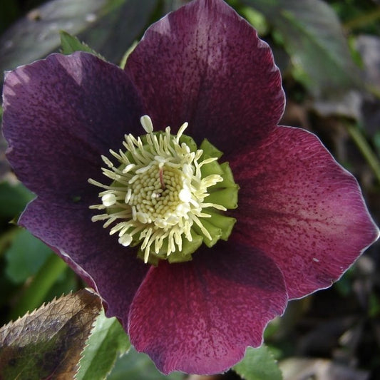 Helleborus - Spanz - Purpurascens - Pachet 1 Radacina - Aqua Flowers