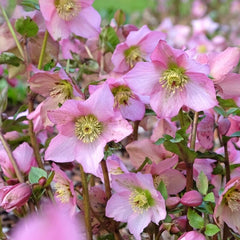 Helleborus - Spanz - Rosemary - Pachet 1 Radacina - Aqua Flowers