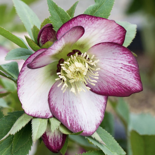 Helleborus - Spanz - Sugar Plum - Pachet 1 Radacina - Aqua Flowers