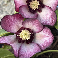 Helleborus - Spanz - Sugar Plum - Pachet 1 Radacina - Aqua Flowers
