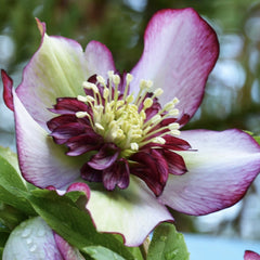 Helleborus - Spanz - Sugar Plum - Pachet 1 Radacina - Aqua Flowers