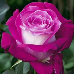 Trandafiri Teahibrizi Parfumaţi - Hermosa - Rădăcină Ambalată Anul 3 - Aqua Flowers