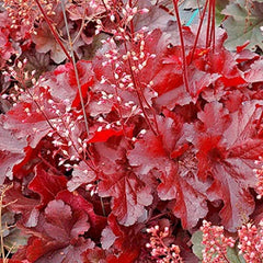 Heucera Forever Red - Ghiveci 3L - H 20-30 cm