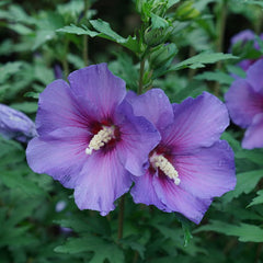Hibiscus Pomisor mov - Ghiveci 3L - H 90-110 CM