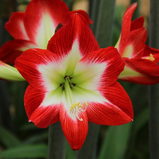 Bulbi Amaryllis - Treasure Chic - 1 bulb